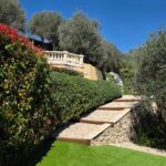 Stairs & Olive Trees